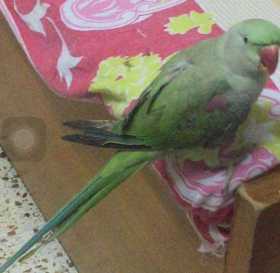 Lost Alexandrine