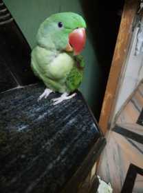 Lost Alexandrine