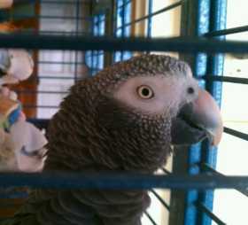 Lost African Grey