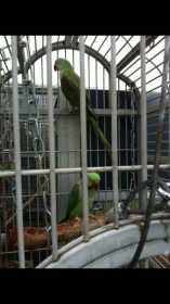 Lost Alexandrine