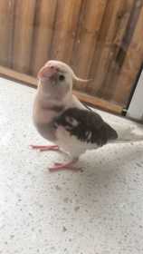 Lost Cockatiel