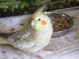 Lost Cockatiel