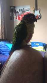 Lost Conure