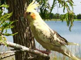 Lost Cockatiel