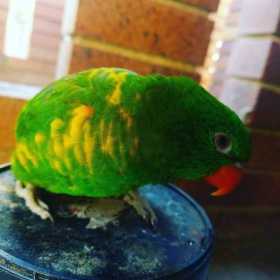 Lost Lory / Lorikeet