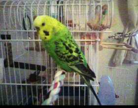 Lost Budgerigar