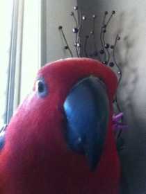 Lost Eclectus