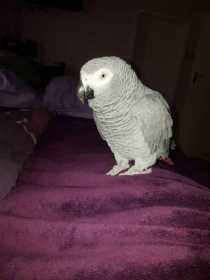 Lost African Grey