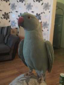 Lost Indian Ringneck Parakeet