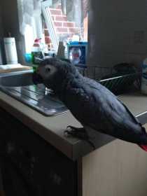 Lost African Grey