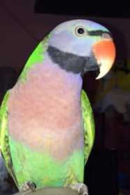 Lost Mustached / Moustached Parakeet