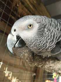 Lost African Grey