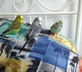 Lost Budgerigar