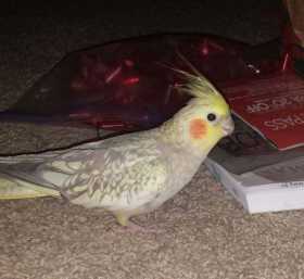 Lost Cockatiel