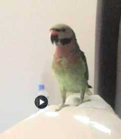 Lost Mustached / Moustached Parakeet