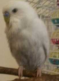 Lost Budgerigar