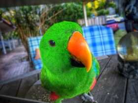 Lost Eclectus