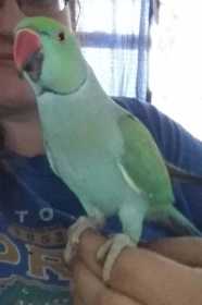 Lost Indian Ringneck Parakeet