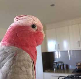 Lost Galah Cockatoo