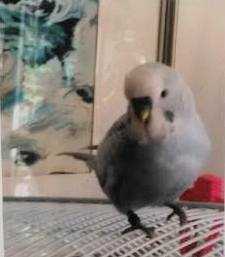 Lost Budgerigar