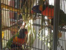 Lost Lory / Lorikeet