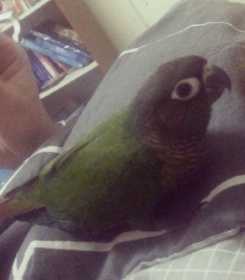 Lost Conure