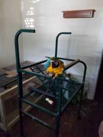 Lost Macaw