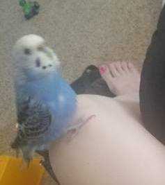 Lost Budgerigar