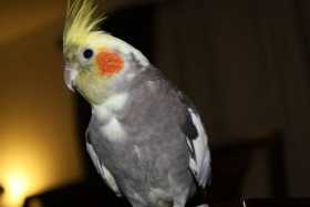 Lost Cockatiel