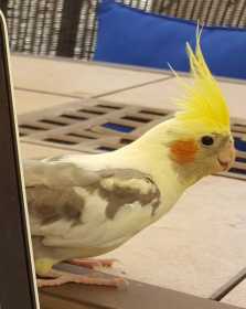 Lost Cockatiel