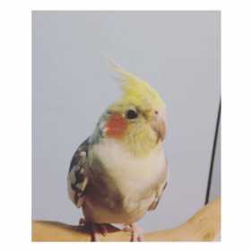 Lost Cockatiel