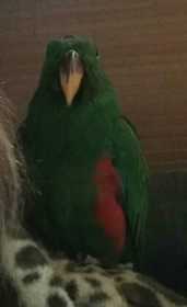 Lost Eclectus