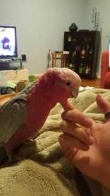 Lost Galah Cockatoo