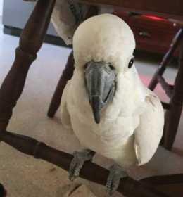 Lost Cockatoo