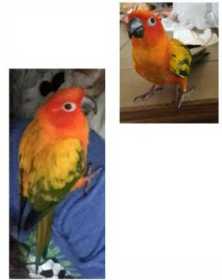 Lost Conure