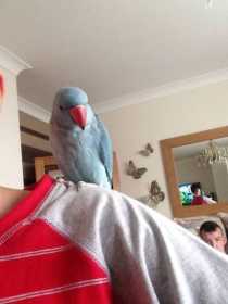 Lost Indian Ringneck Parakeet