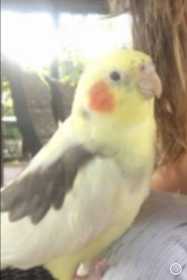 Lost Cockatiel