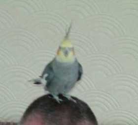 Lost Cockatiel