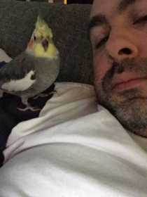 Lost Cockatiel