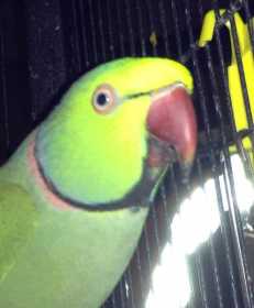 Lost Indian Ringneck Parakeet