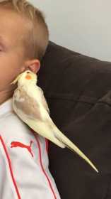 Lost Cockatiel