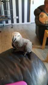 Lost African Grey