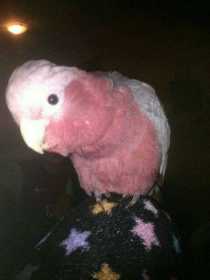 Lost Galah Cockatoo