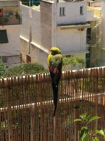 Lost Regent / Rock Pebbler