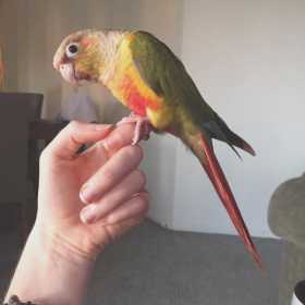 Lost Conure