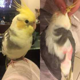 Lost Cockatiel