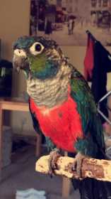 Lost Conure