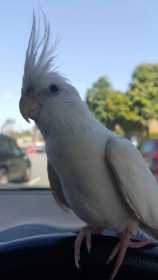 Lost Cockatiel