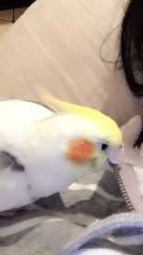 Lost Cockatiel