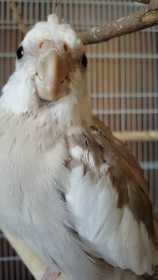 Lost Cockatiel